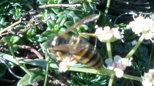 Vespula rufa