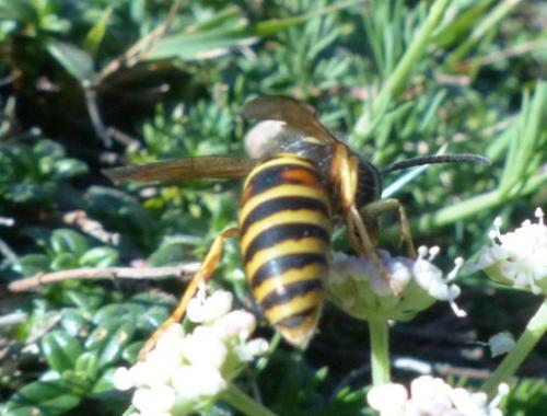 Vespula rufa