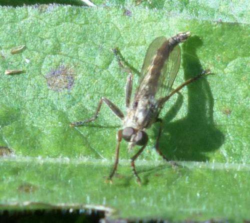 Asilinae