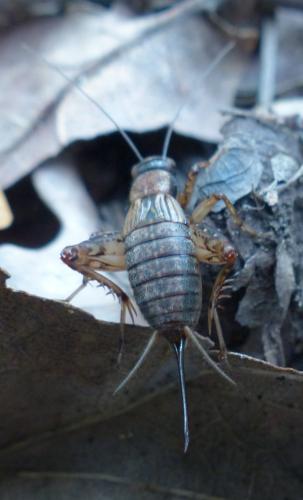 Nemobius sylvestris sylvestris