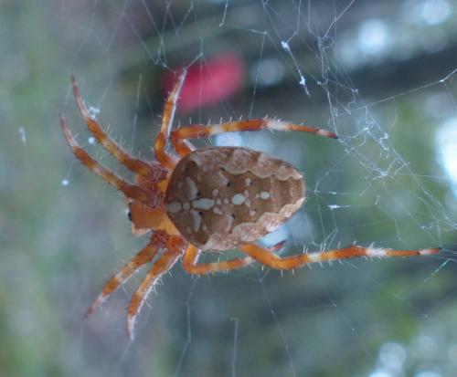 Araneus diadematus