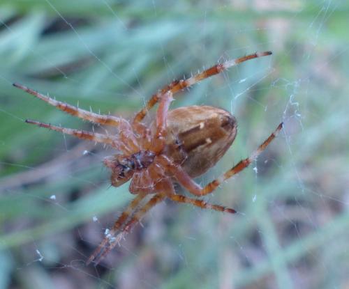 Araneus diadematus