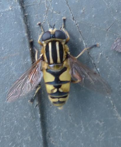 Helophilus pendulus