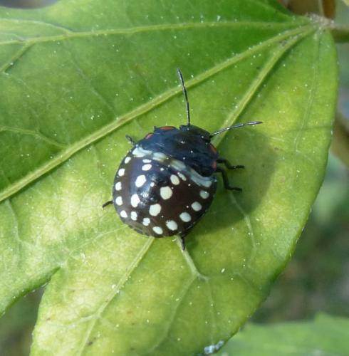 Nezara viridula