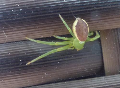 Réf. 192 541 : Diaea dorsata