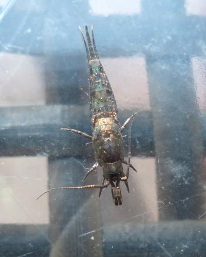 Dilta sp.