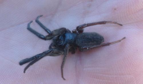 Segestria florentina