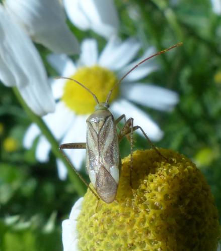 Réf. 192 821 : Adelphocoris sp.