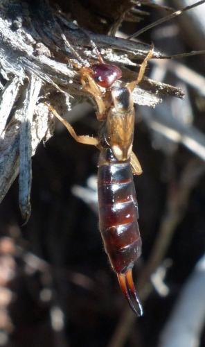 Forficula auricularia