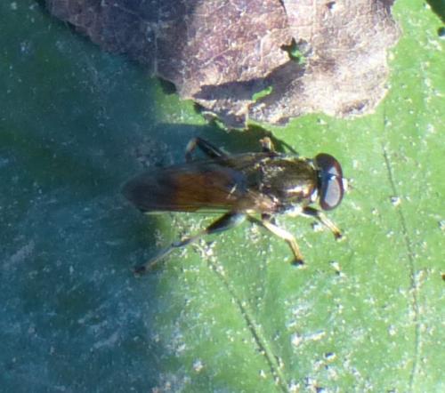 Xylota segnis