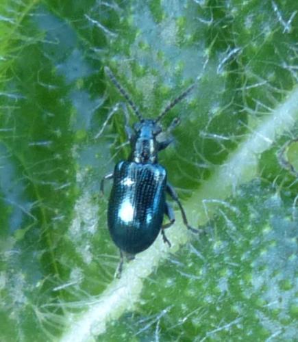 Réf. 192 787 : Lema cyanella