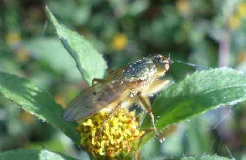 Scathophaga stercoraria