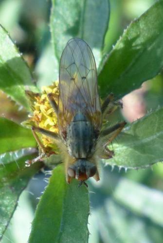 Scathophaga stercoraria