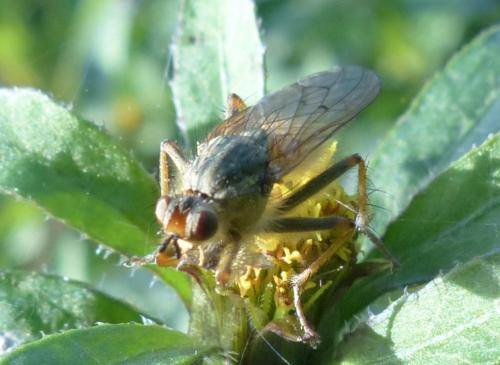Scathophaga stercoraria
