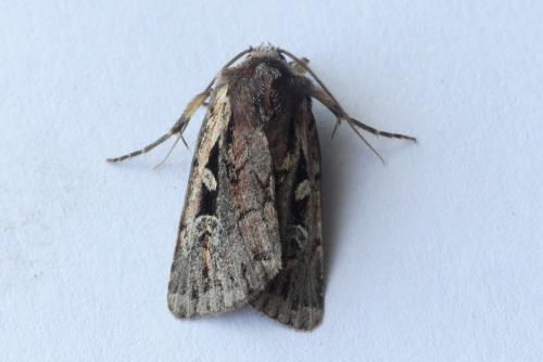Xestia agathina