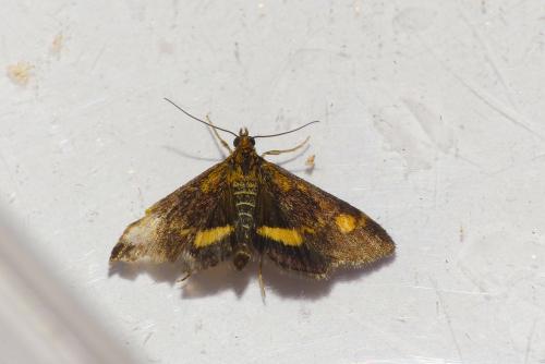 Réf. 192 594 : Pyrausta aurata