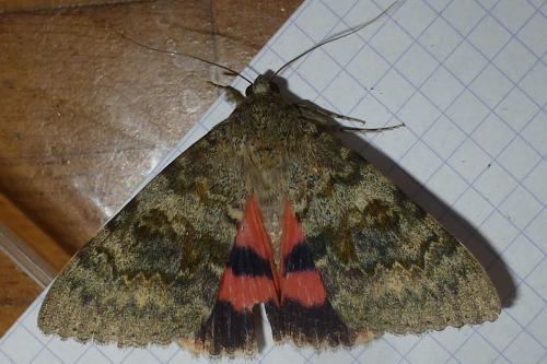 Réf. 192 423 : Catocala elocata