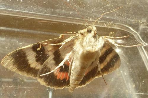 Réf. 192 424 : Catocala elocata