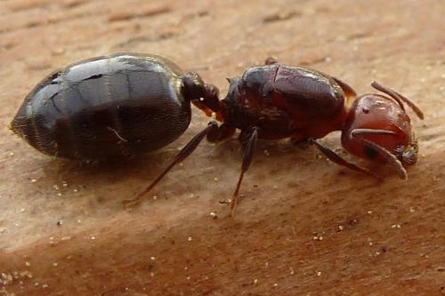 Réf. 192 909 : Crematogaster scutellaris