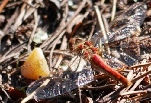Réf. 192 089 : Sympetrum sp.
