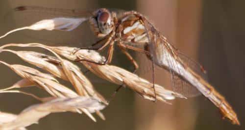 Réf. 192 704 : Sympetrum pallipes