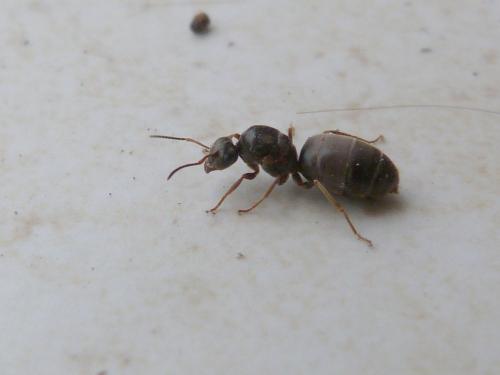 Réf. 192 403 : Lasius sp.