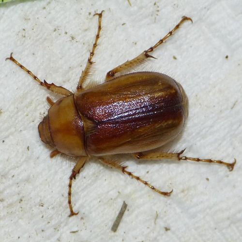 Rhizotrogus cicatricosus