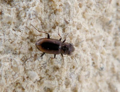 Réf. 192 648 : Notiophilus sp.