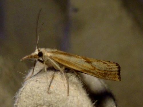 Réf. 192 941 : Agriphila inquinatella