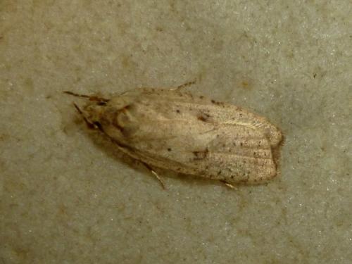 Réf. 192 937 : Agonopterix sp.