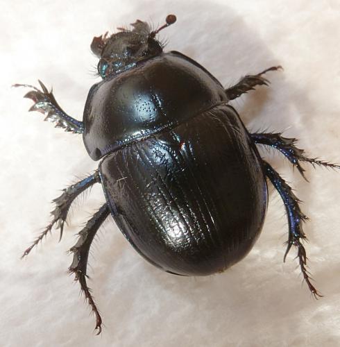 Anoplotrupes stercorosus