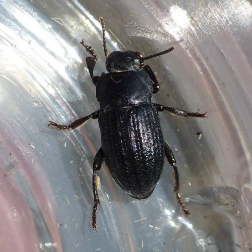 Phylan pilipes