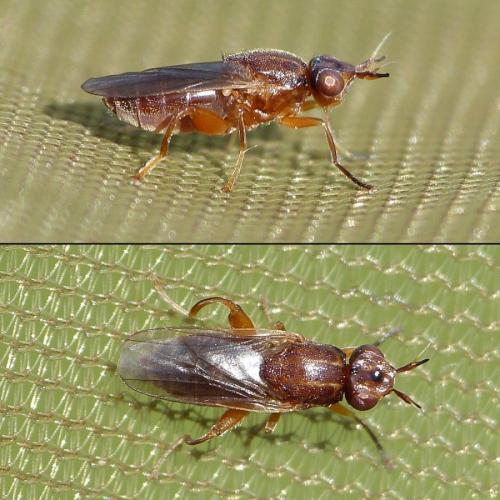 Réf. 192 798 : Platycephala umbraculata