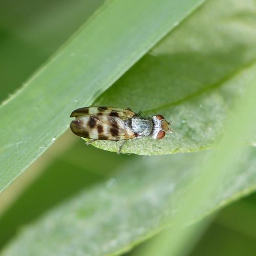 Melieria picta
