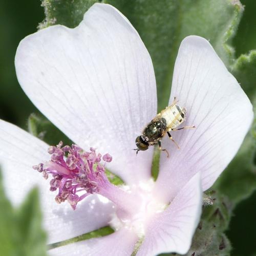 Nemotelus uliginosus