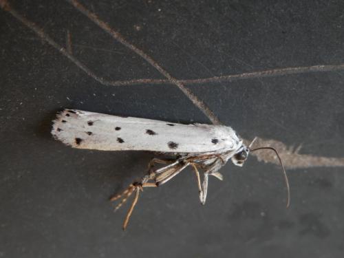 Myelois circumvoluta