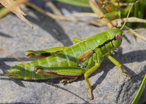 Miramella alpina subalpina