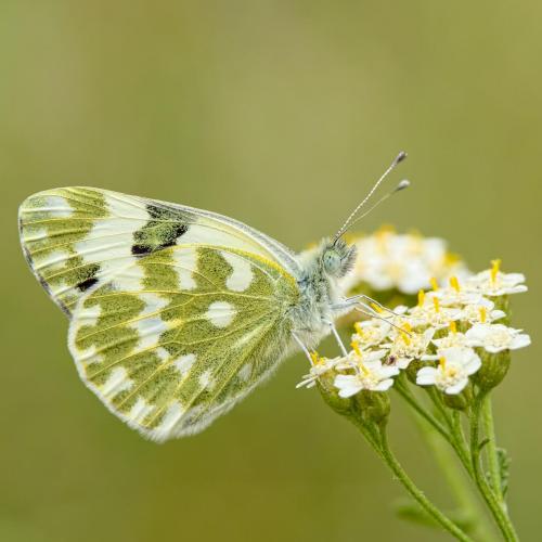Réf. 192 718 : Pontia sp.