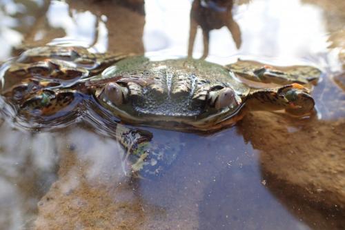 Réf. 192 435 : Grapsus albolineatus
