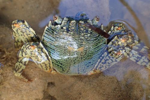 Grapsus albolineatus