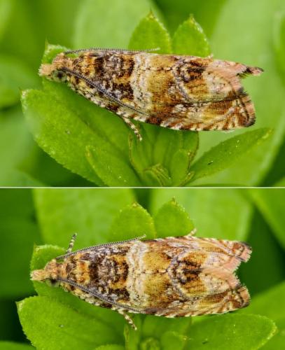 Celypha flavipalpana