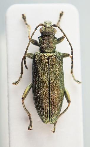 Réf. 192 053 : Donacia vulgaris