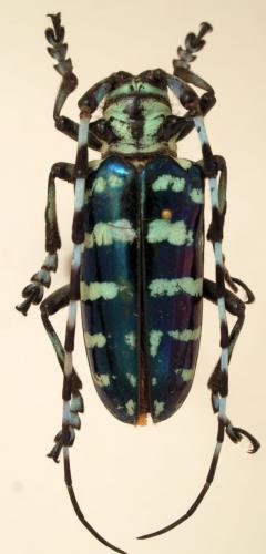 Calloplophora graafi