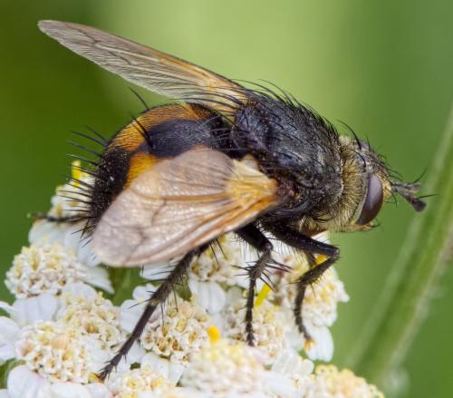 Nowickia ferox