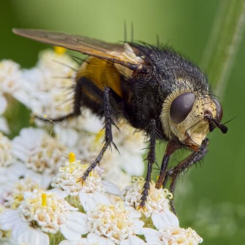 Nowickia ferox