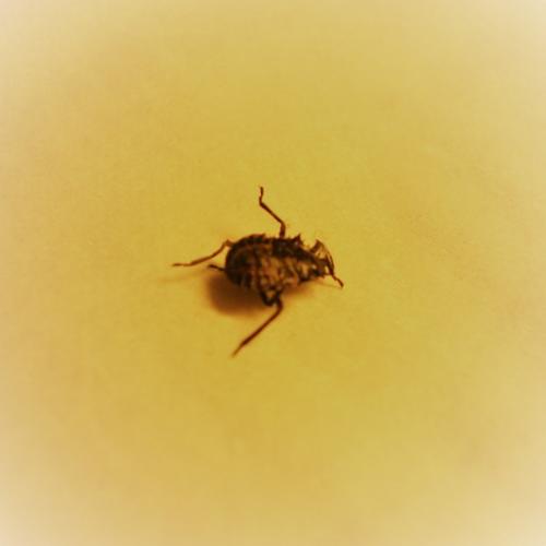 Halyomorpha halys