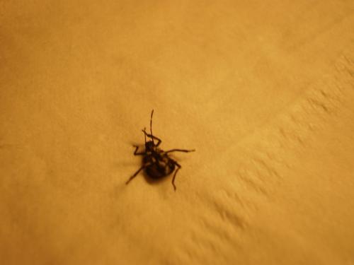 Halyomorpha halys
