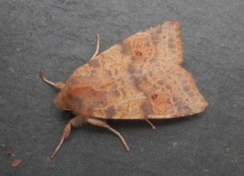 Réf. 192 689 : Xanthia ocellaris
