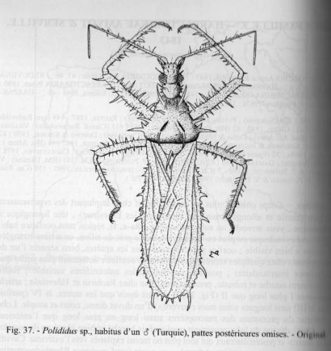 Polididus sp.