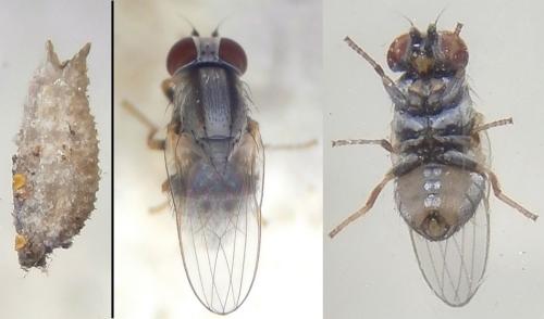 Leucopis palumbi